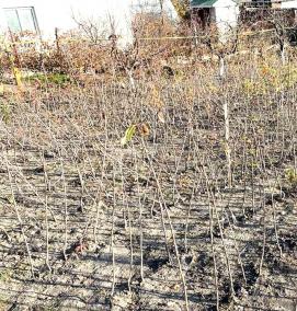 саженцы черешни всл 2 - тип 4