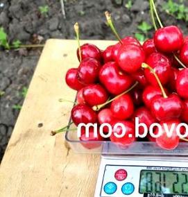 саженцы черешни всл 2 - тип 3