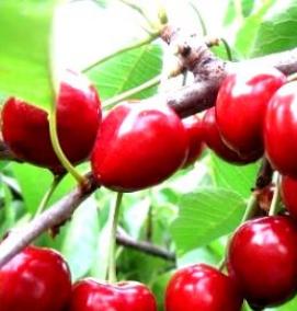 саженцы черешни всл 2 - тип 2