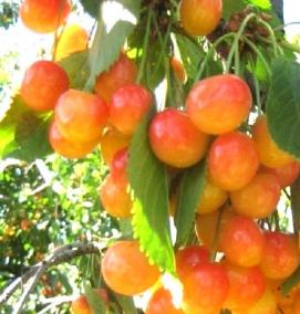 саженцы черешни зимостойкие самоопыляемые - тип 1