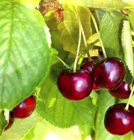саженцы черешни зимостойкие самоопыляемые - тип 4