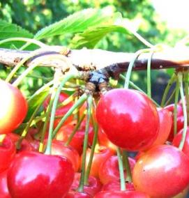 саженцы черешни зимостойкие самоопыляемые - тип 3