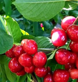 саженцы черешни зимостойкие самоопыляемые - тип 2