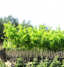 саженцы цветов деревьев и кустарников - вариант 1