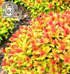 саженцы цветов деревьев и кустарников - вариант 4