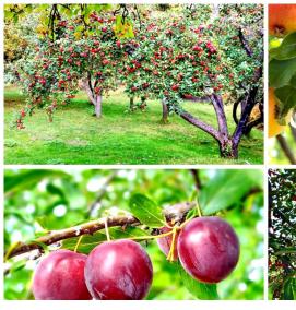 саженцы цветов деревьев и кустарников - вариант 3