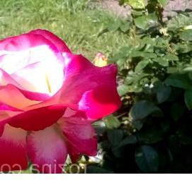 саженцы цветов от производителя - модель 1