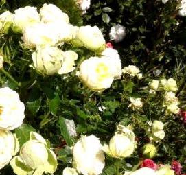 саженцы цветов от производителя - модель 4