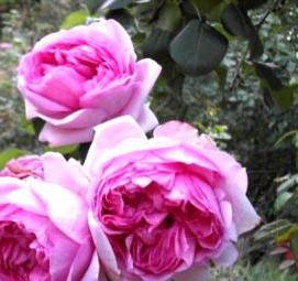 саженцы цветов от производителя - модель 3