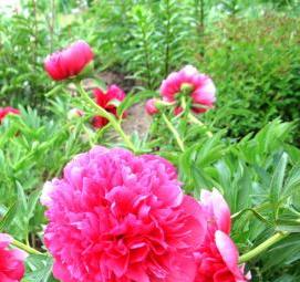 саженцы цветов от производителя - модель 2