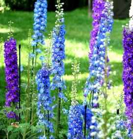 саженцы дельфиниума - модель 1