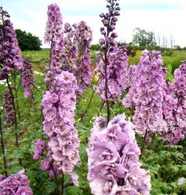 саженцы дельфиниума - модель 4