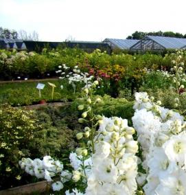 саженцы дельфиниума - модель 3