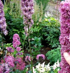 саженцы дельфиниума - модель 2