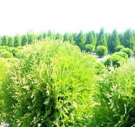 саженцы деревьев и кустарников - тип 1