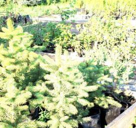 саженцы деревьев и кустарников - тип 4