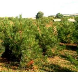 саженцы деревьев и кустарников - тип 3