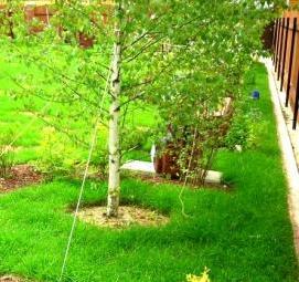 саженцы деревьев и кустарников - тип 2