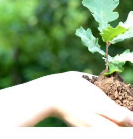 саженцы дуба маленькие - вариант 1