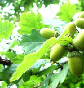 саженцы дуба маленькие - вариант 4