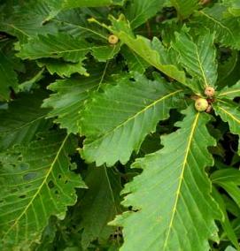 саженцы дуба маленькие - вариант 2