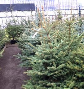 саженцы ели питомник - тип 1