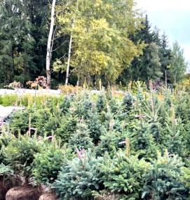 саженцы ели питомник - тип 4