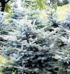 саженцы ели питомник - тип 3