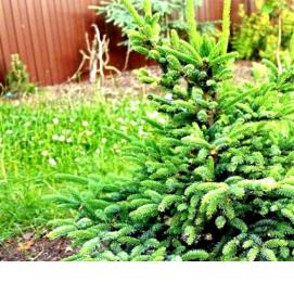 саженцы ели питомник - тип 2