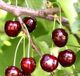 саженцы фруктовых деревьев в питомниках - вариант 1