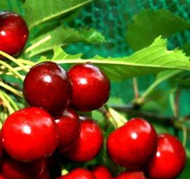 саженцы фруктовых деревьев в питомниках - вариант 4