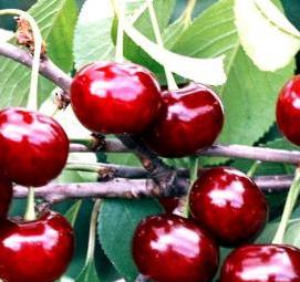 саженцы фруктовых деревьев в питомниках - вариант 3