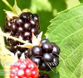 саженцы фруктовых деревьев в питомниках - вариант 2