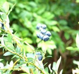 саженцы голубики река - вариант 1