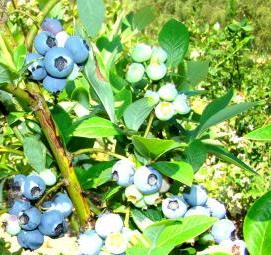 саженцы голубики река - вариант 3