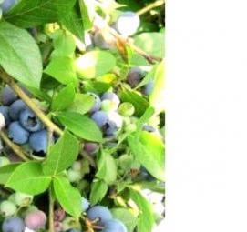 саженцы голубики река - вариант 2