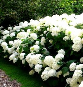 саженцы гортензии белой - вариант 1
