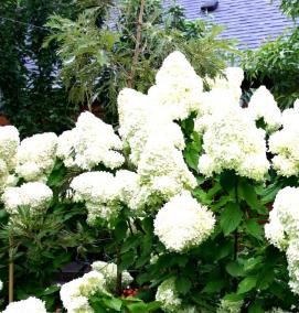 саженцы гортензии белой - вариант 4