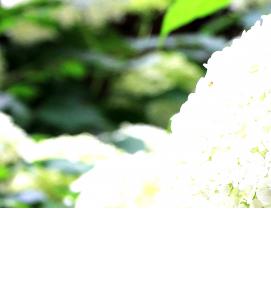 саженцы гортензии белой - вариант 3