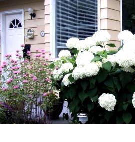 саженцы гортензии белой - вариант 2