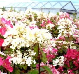 саженцы гортензии метельчатой - тип 2