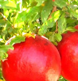 саженцы граната - модель 4