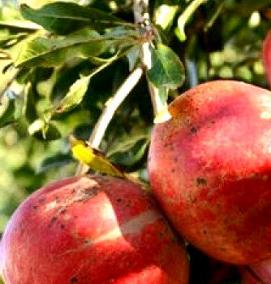 саженцы граната - модель 2