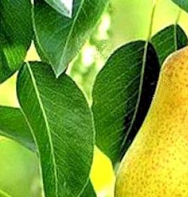 саженцы груши дюшес - тип 1