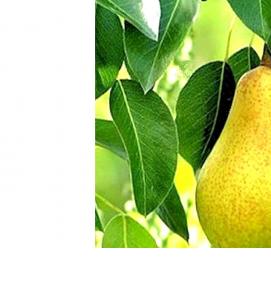 саженцы груши дюшес - тип 4