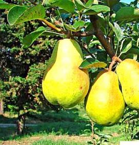 саженцы груши дюшес - тип 3