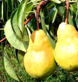 саженцы груши дюшес - тип 2