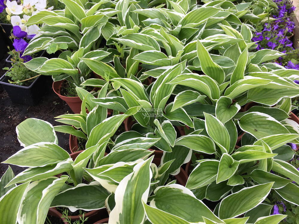 саженцы хосты - модель 4