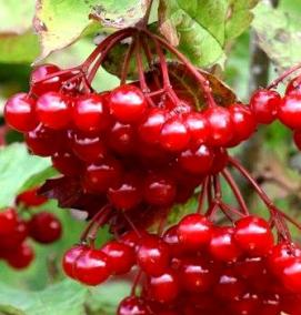 саженцы калины - вариант 1