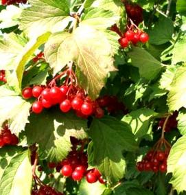 саженцы калины - вариант 4